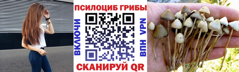 Галлюциногенные грибы Psilocybine cubensis  Михайловск 